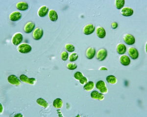 aboa alga