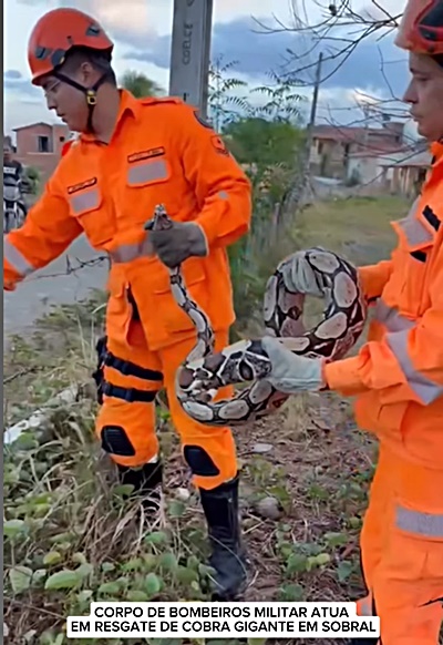 Corpo de Bombeiros resgata cobra cascavel no município de Choró